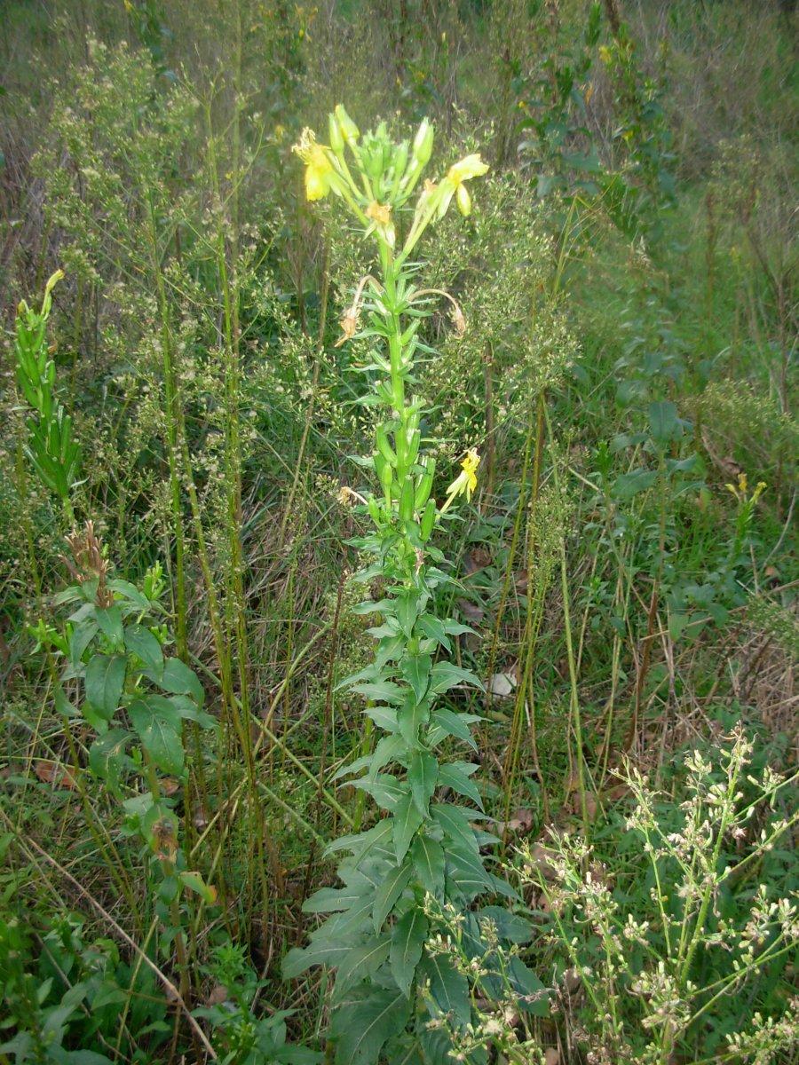 Oenothera stucchii / Enagra di Stucchi